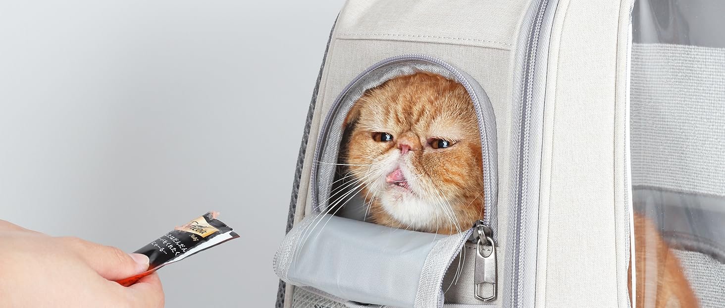 how to get cat used to backpack