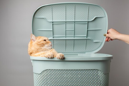 why is my cat peeing in laundry basket